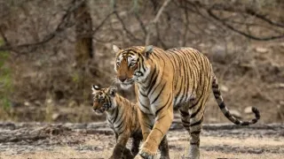 Zázračná planeta: Legendární tygří Indie