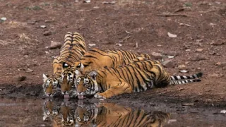 Zázračná planeta: Legendární tygří Indie