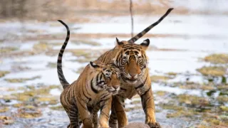 Zázračná planeta: Legendární tygří Indie