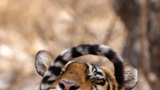 Zázračná planeta: Legendární tygří Indie