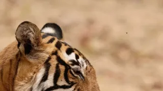 Zázračná planeta: Legendární tygří Indie