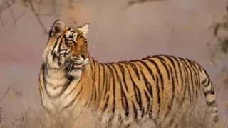 Zázračná planeta: Legendární tygří Indie