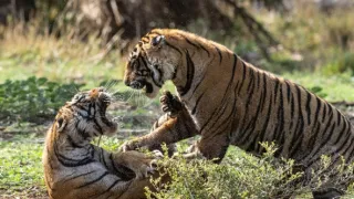 Zázračná planeta: Legendární tygří Indie