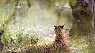 Zázračná planeta: Legendární tygří Indie