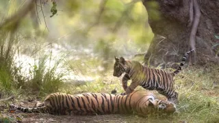 Zázračná planeta: Legendární tygří Indie