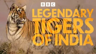 Zázračná planeta: Legendární tygří Indie