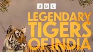 Zázračná planeta: Legendární tygří Indie