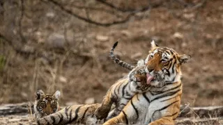 Zázračná planeta: Legendární tygří Indie