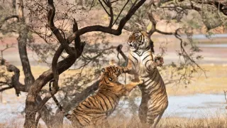 Zázračná planeta: Legendární tygří Indie