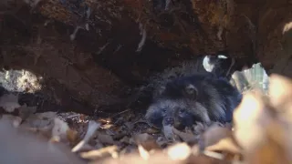 Divocí psi: Mistři adaptace (1/2)