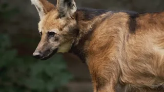 Divocí psi: Mistři adaptace (1/2)