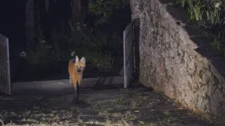 Divocí psi: Mistři adaptace (1/2)