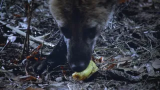 Divocí psi: Mistři adaptace (1/2)