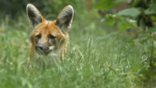 Divocí psi: Mistři adaptace (1/2)