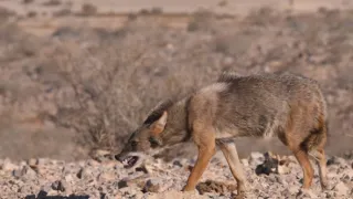 Divocí psi: Mistři adaptace (1/2)