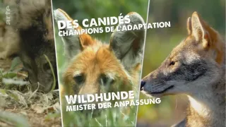 Divocí psi: Mistři adaptace (1/2)