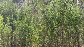 Spojené národy tance