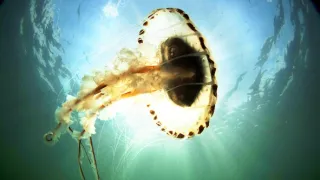 Tajemný severní Atlantik (1)