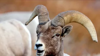 Planeta Kalifornie (1/2)