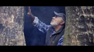 O stromech a lese: Australský obří eukalyptus