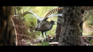 O stromech a lese: Australský obří eukalyptus