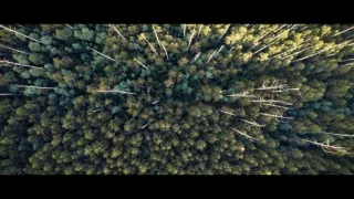 O stromech a lese: Australský obří eukalyptus