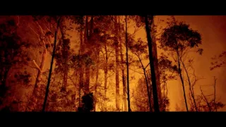 O stromech a lese: Australský obří eukalyptus