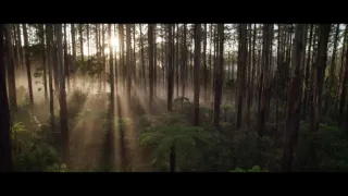 O stromech a lese: Australský obří eukalyptus