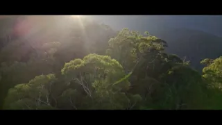 O stromech a lese: Australský obří eukalyptus