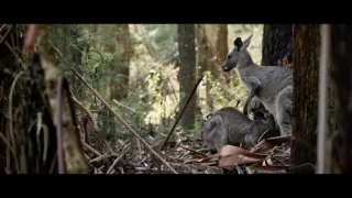 O stromech a lese: Australský obří eukalyptus