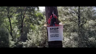 O stromech a lese: Australský obří eukalyptus