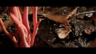 O stromech a lese: Australský obří eukalyptus