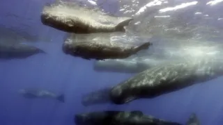 Zázračná planeta: Zvířecí špioni pod hladinou (1/4)