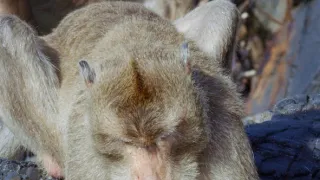 Zázračná planeta: Zvířecí špioni pod hladinou (1/4)