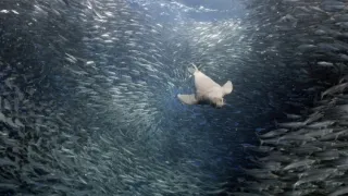 Zázračná planeta: Zvířecí špioni pod hladinou (1/4)