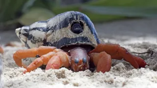 Zázračná planeta: Zvířecí špioni pod hladinou (1/4)