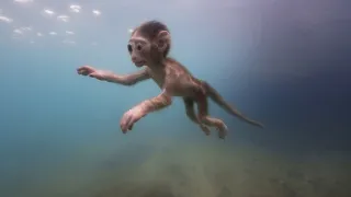 Zázračná planeta: Zvířecí špioni pod hladinou (1/4)