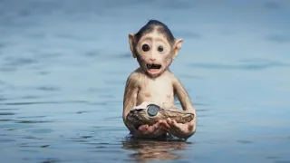 Zázračná planeta: Zvířecí špioni pod hladinou (1/4)