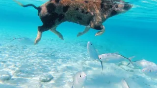 Zázračná planeta: Zvířecí špioni pod hladinou (1/4)