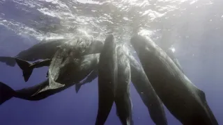 Zázračná planeta: Zvířecí špioni pod hladinou (1/4)