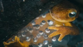 Planeta Kalifornie (1/2)