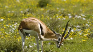 Království antilop