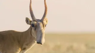 Království antilop