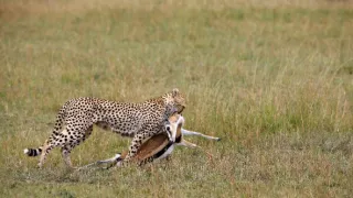 Království antilop