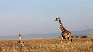 Království antilop