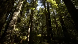 Planeta Kalifornie (1/2)