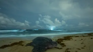 Rok na planetě Zemi (2/6)