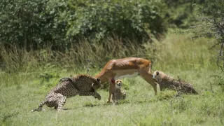 Rok na planetě Zemi (2/6)