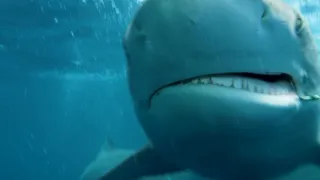 Svět ohrožených druhů (1)