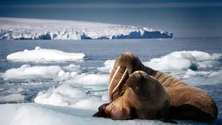 Modrá planeta II (4)